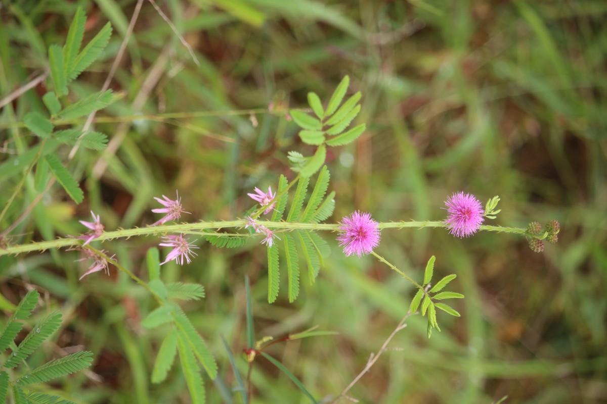 Mimosa diplotricha C.Wright